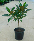 Melany Ficus Rubber